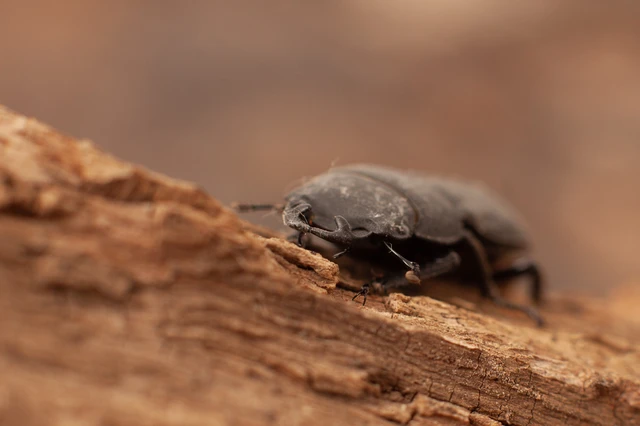 Dorcus parallelipipedus - kis szarvasbogár