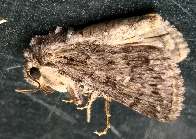 Dichagyris