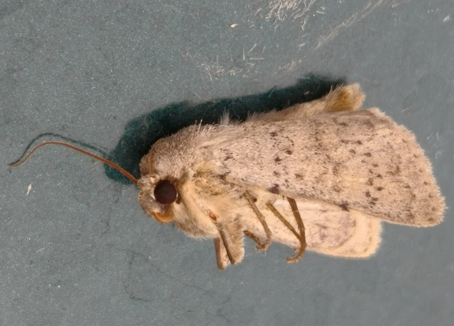 Hoplodrina respersa - bogáncs-selymesbagoly