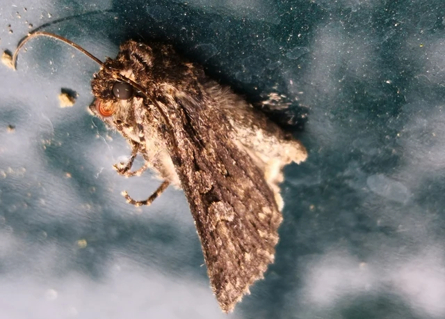Dichagyris