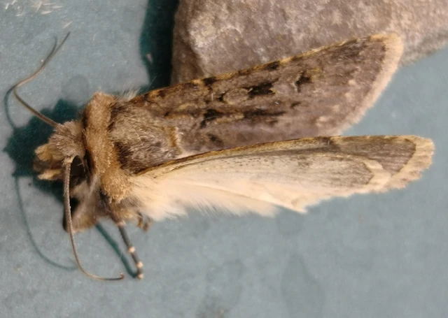Chersotis rectangula - barna földibagoly