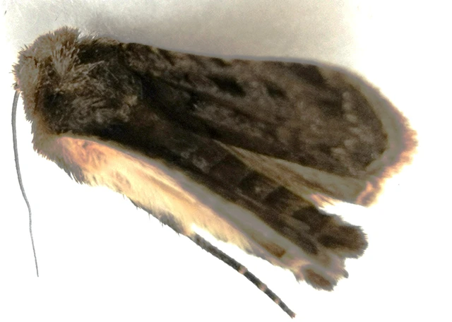 Chersotis