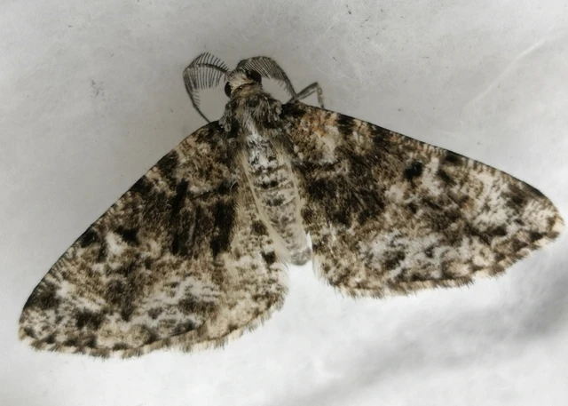 Fagivorina arenaria - bükkfaaraszoló