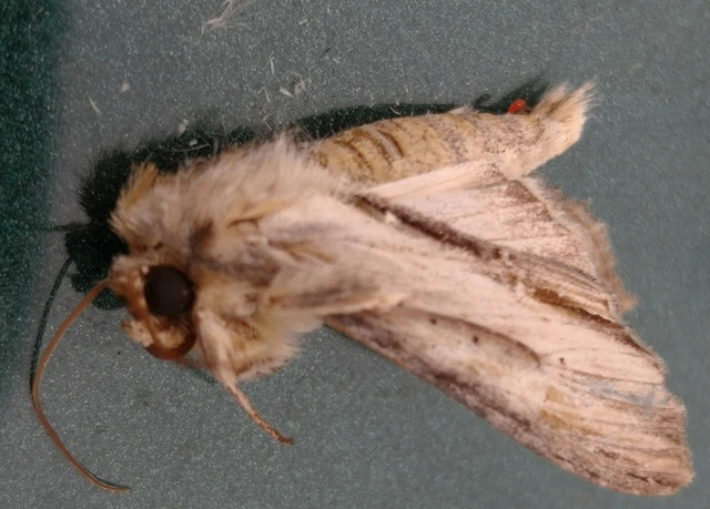 Shargacucullia