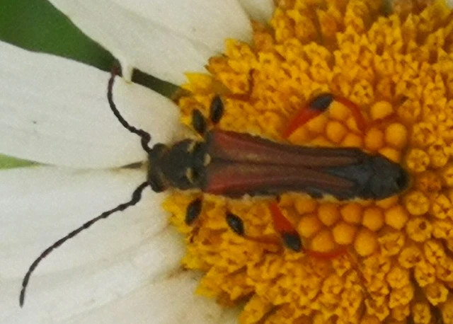 Stenopterus rufus - tarkacsápú keskenyfedőscincér