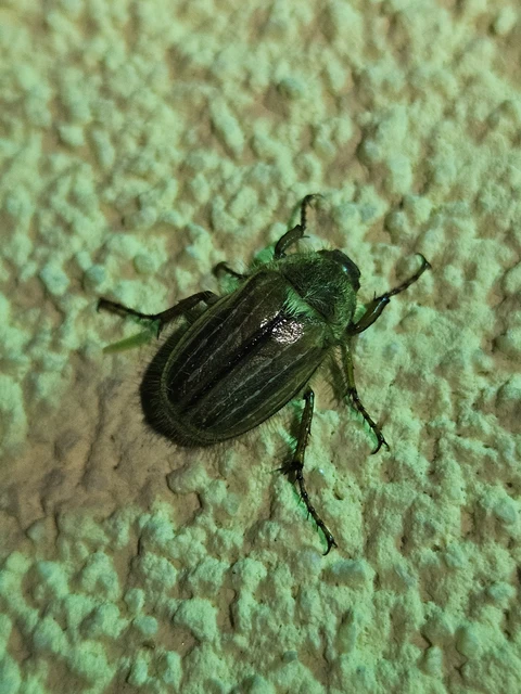 Amphimallon solstitiale - bordás sárgacserebogár
