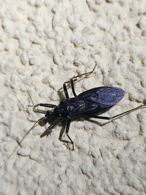 Reduvius personatus - szemetes zugpoloska