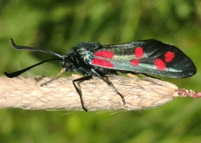 Zygaena filipendulae - acélszínű csüngőlepke