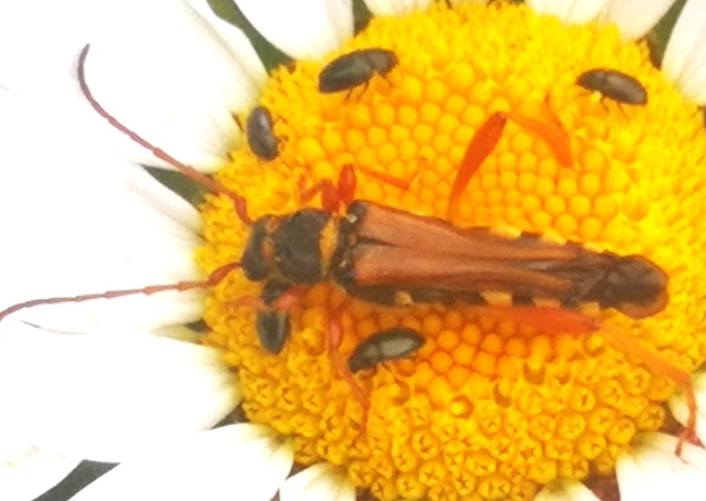 Stenopterus flavicornis - sárgacsápú keskenyfedőscincér