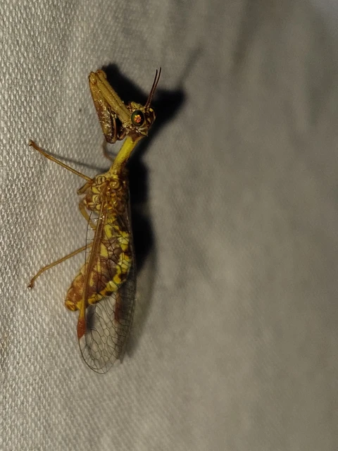 Mantispa styriaca - kétszínű fogólábú-fátyolka
