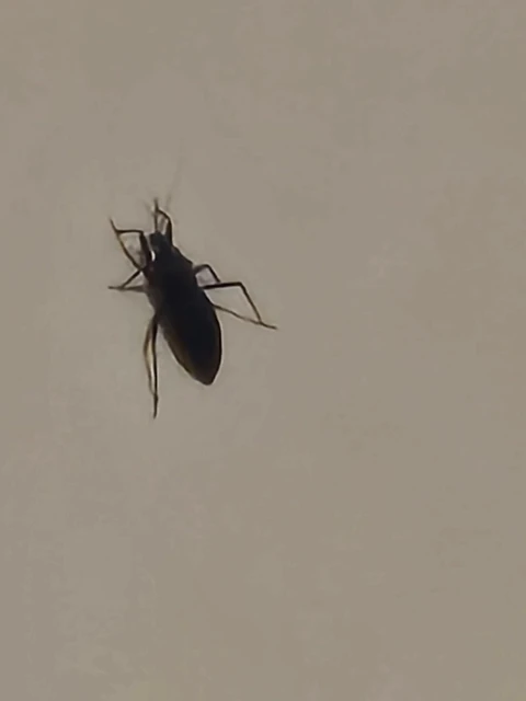Reduvius personatus - szemetes zugpoloska