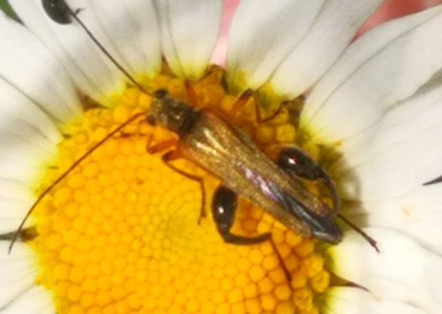 Oedemera podagrariae - székfű-álcincér
