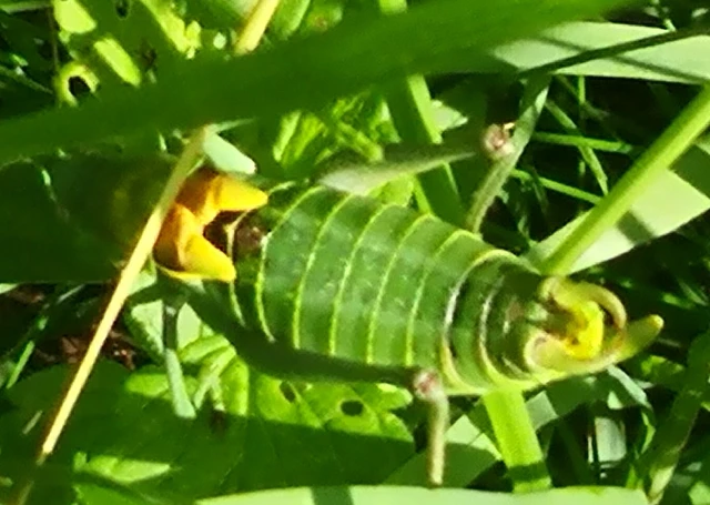 Polysarcus denticauda - fogasfarkú szöcske