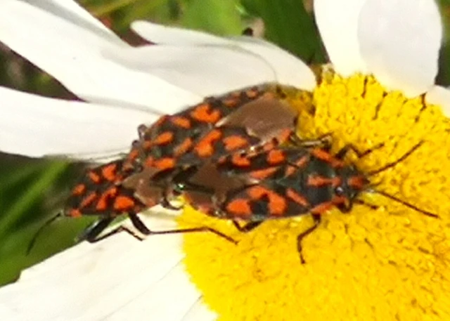 Spilostethus saxatilis - virágbodobács