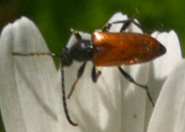 Pseudovadonia livida - barnás virágcincér