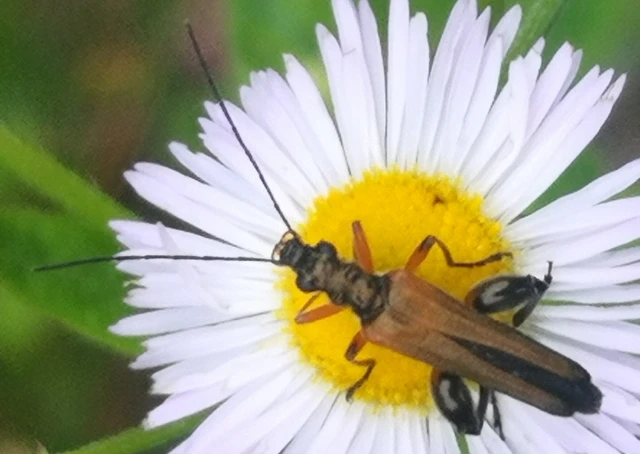 Oedemera podagrariae - székfű-álcincér