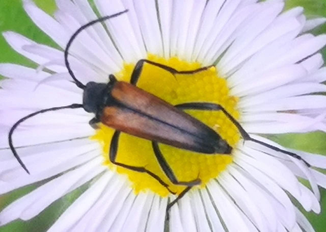 Stenurella