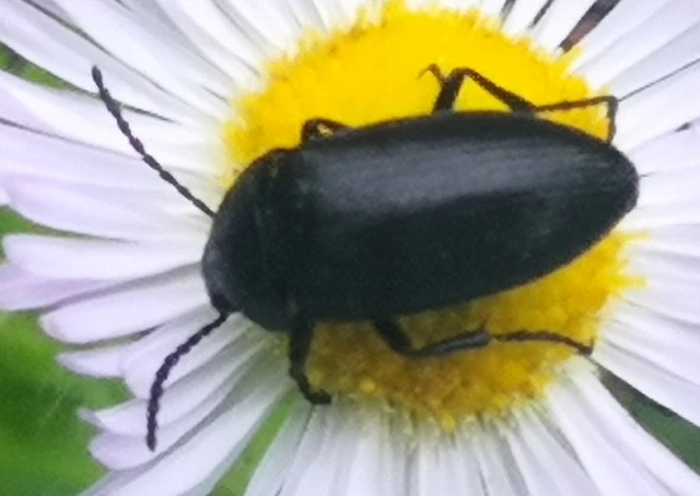 Podonta nigrita - szerecsenbogár