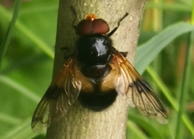 Diptera - Kétszárnyúak