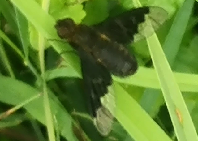 Hemipenthes morio - közönséges gyászlégy