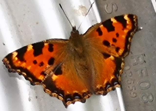 Nymphalis polychloros - nagy rókalepke