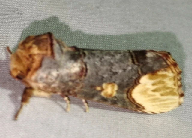 Phalera bucephaloides - magyar púposszövő