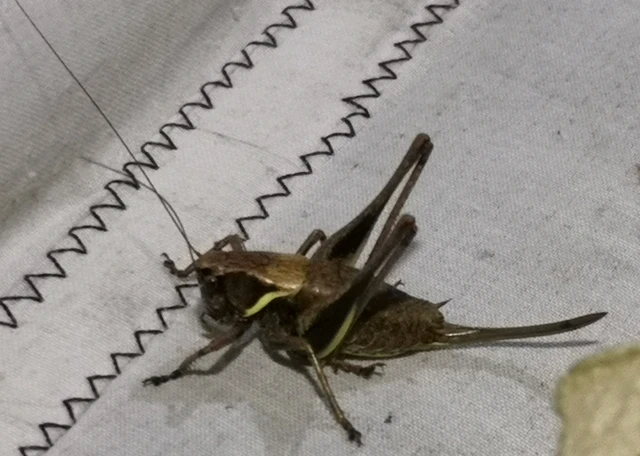 Pholidoptera aptera - nagy avarszöcske