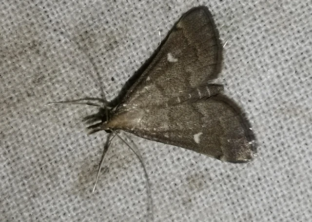 Dolicharthria punctalis - hosszúlábú tűzmoly
