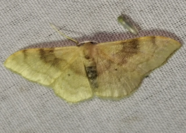 Idaea degeneraria - barnasávos araszoló