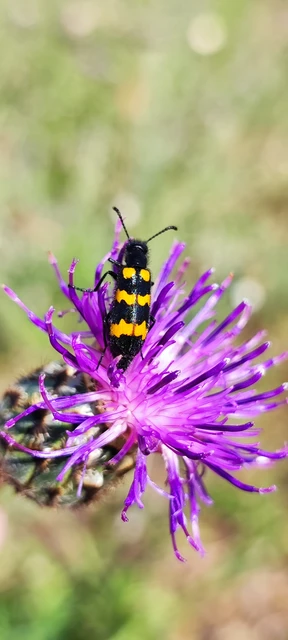 Mylabris variabilis - szalagos hólyaghúzó