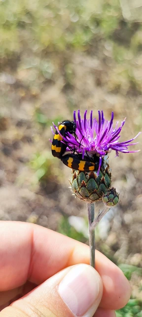 Mylabris variabilis - szalagos hólyaghúzó