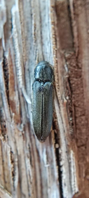 Nematodes filum - karcsú tövisnyakúbogár