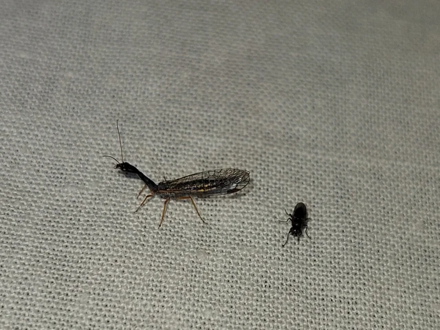 Raphidioptera - Tevenyakú-fátyolkák