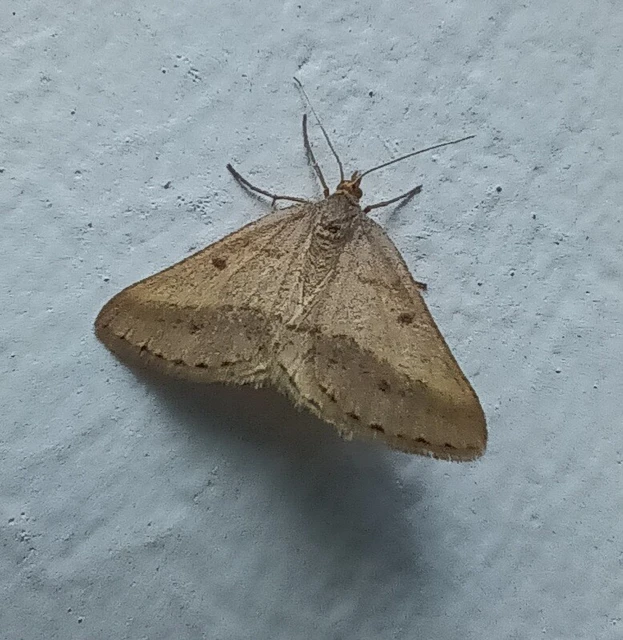 Tephrina arenacearia - lucerna-araszoló