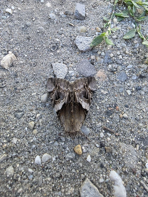 Catocala fulminea - galagonya-övesbagoly