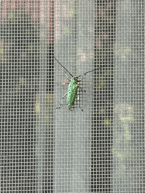 Saperda punctata - pettyes szilcincér Saperda punctata - pettyes szilcincér