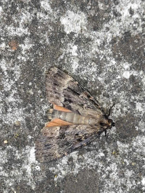 Amphipyra berbera/pyramidea