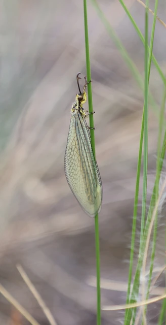 Myrmecaelurus trigrammus - hangyafarkas