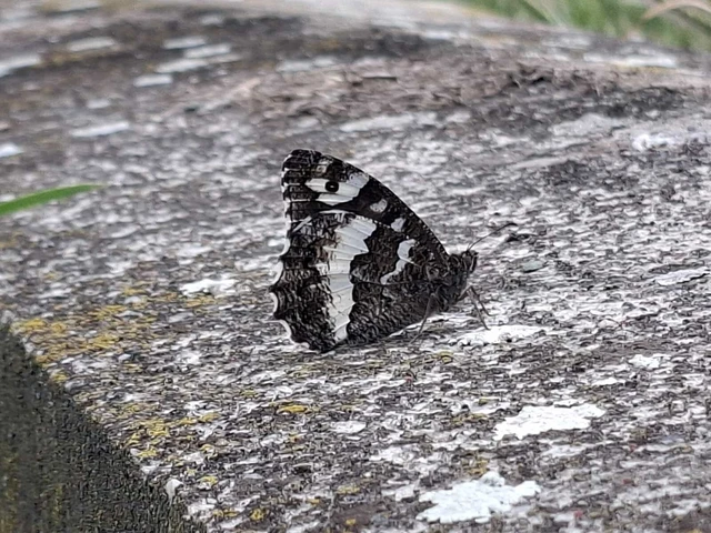 Brintesia circe - fehéröves szemeslepke