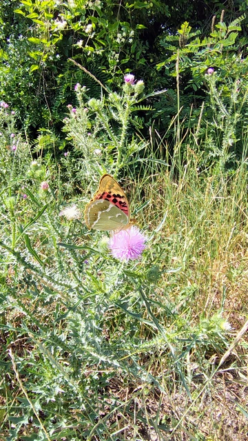 Argynnis pandora - zöldes gyöngyházlepke