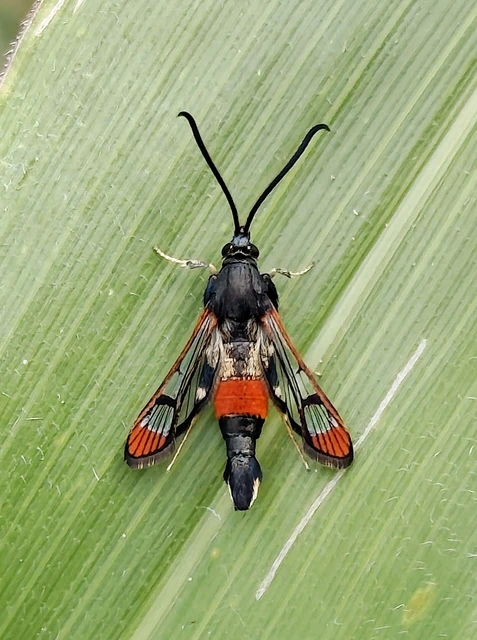Synanthedon formicaeformis - hangyaszitkár