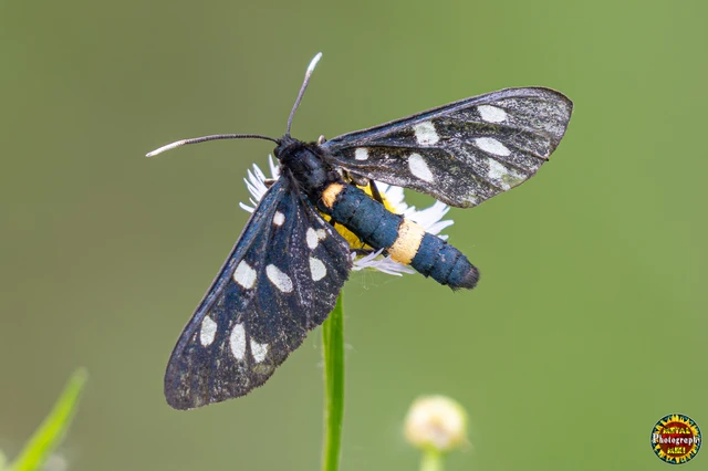 Amata phegea - fehérpettyes álcsüngőlepke