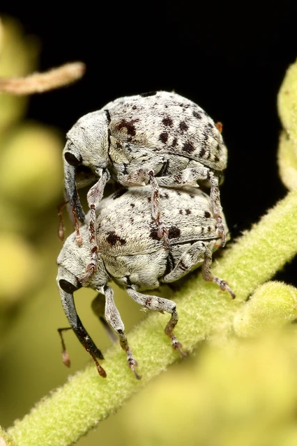 Cionus thapsus - kis ökörfarkkóró-gömbormányos