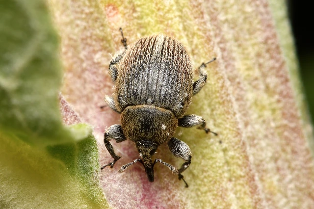 Rhinusa tetra - magtoklakó ökörfarkkóró-ormányos