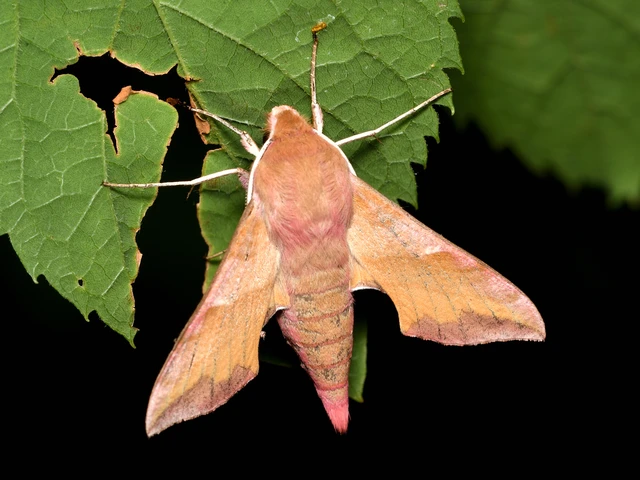 Deilephila porcellus - piros szender