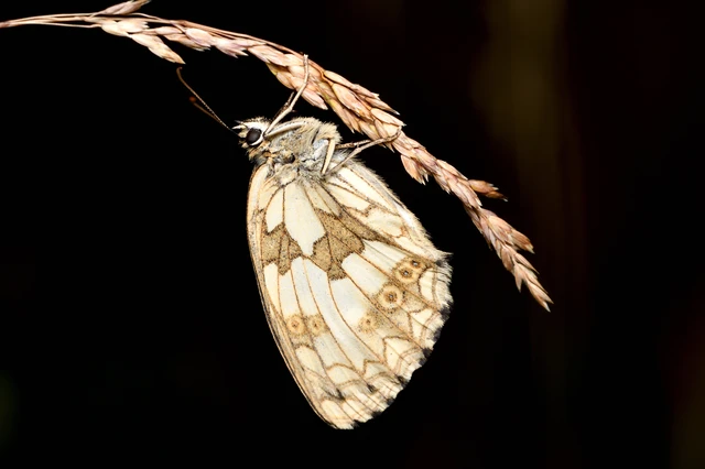 Melanargia galathea - sakktáblalepke