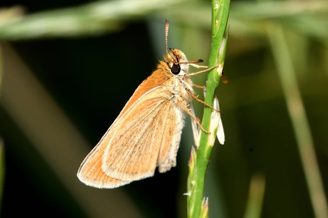 Thymelicus lineola - vonalas busalepke
