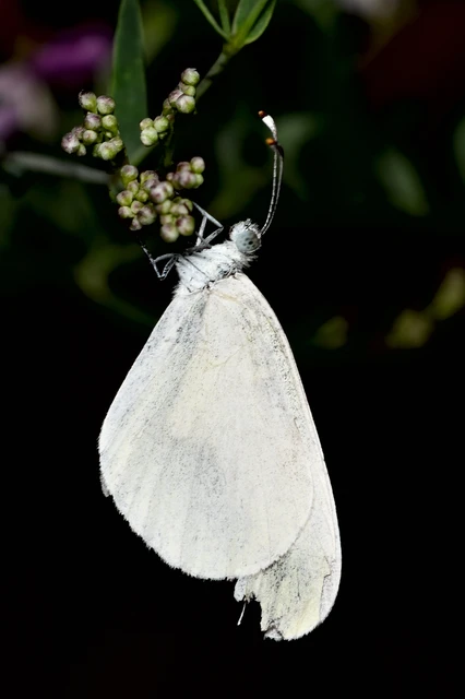 Leptidea sinapis - mustárlepke