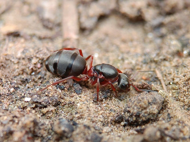 Formica cunicularia - gyakori rabszolgahangya