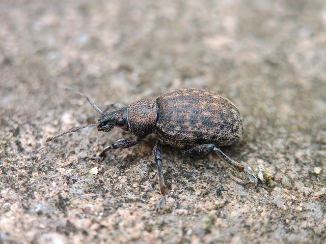 Otiorhynchus ligustici - vincellér-gyalogormányos